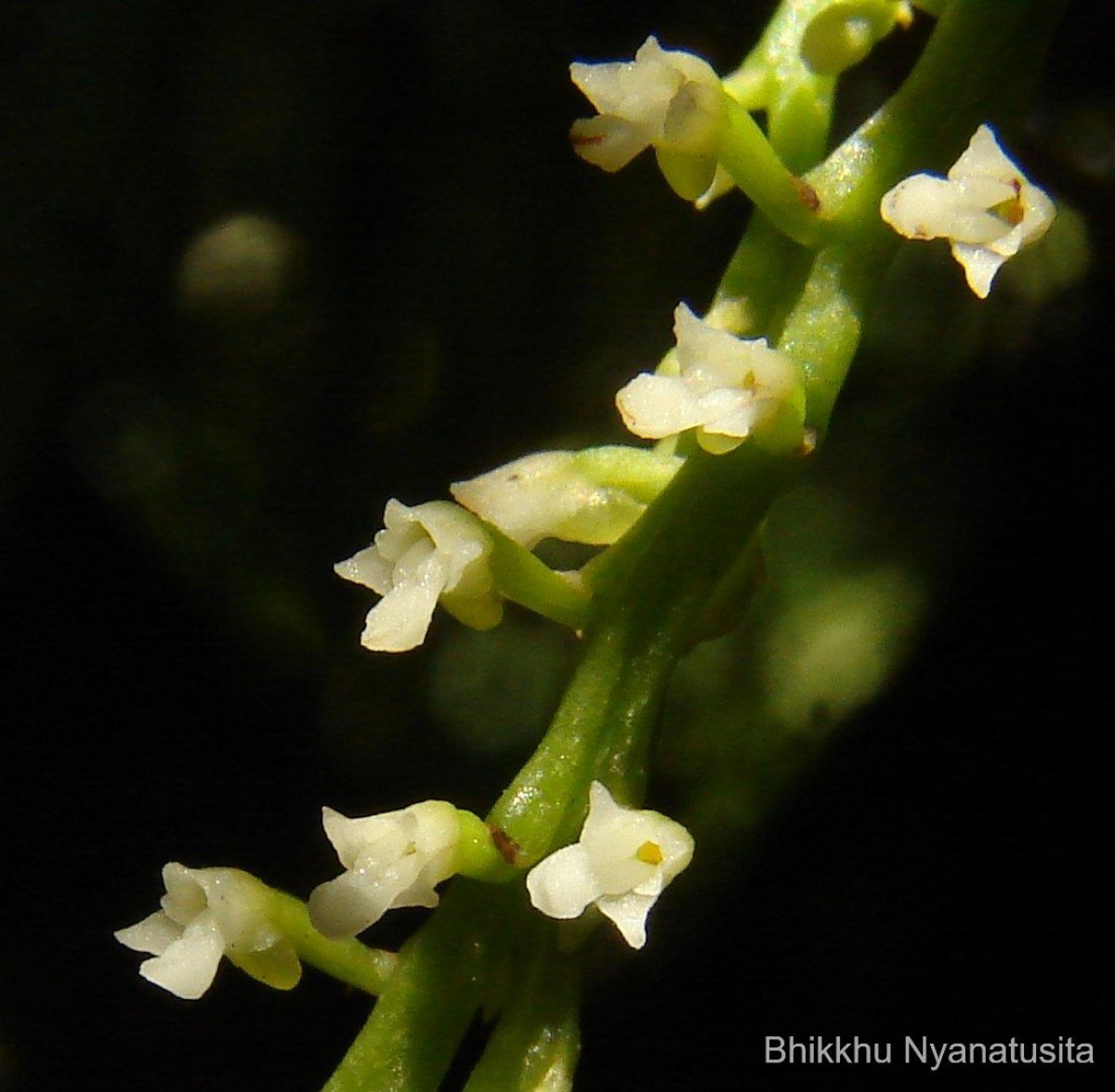 Schoenorchis nivea (Lindl.) Schltr.